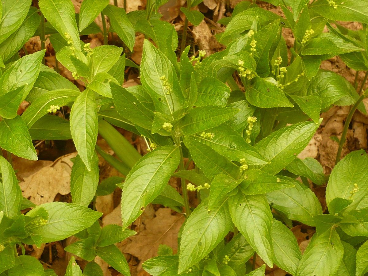 Mercurialis perennis (Euphorbiaceae)